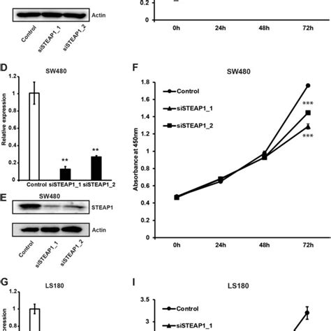 Steap1 Silencing Leads To Cell Growth Inhibition In Crc Cell Lines A