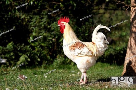 Chicken - rooster, Stock Photo, Picture And Rights Managed Image. Pic ...