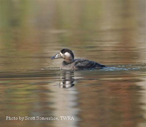 Surf Scoter Duck by the State of Tennessee Wildlife Resources Agency