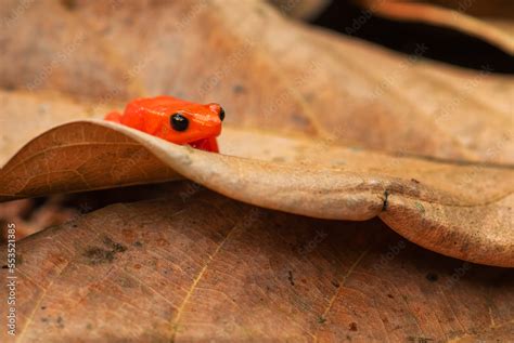 Golden Mantella Mantella Aurantiaca Beautiful Endemic Golden Frog