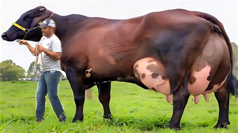 Highly Milking World Record Girlando Cow Documentary Biggest Udder