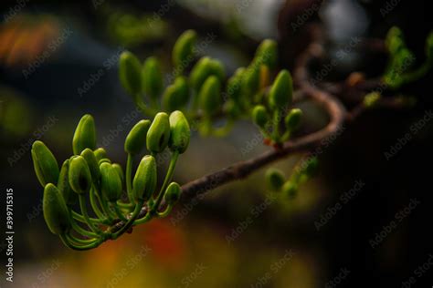 Hoa Mai tree (Ochna Integerrima) flower, traditional lunar new year ...