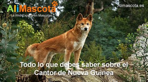 Todo Lo Que Debes Saber Sobre El Cantor De Nueva Guinea Alimascota Es