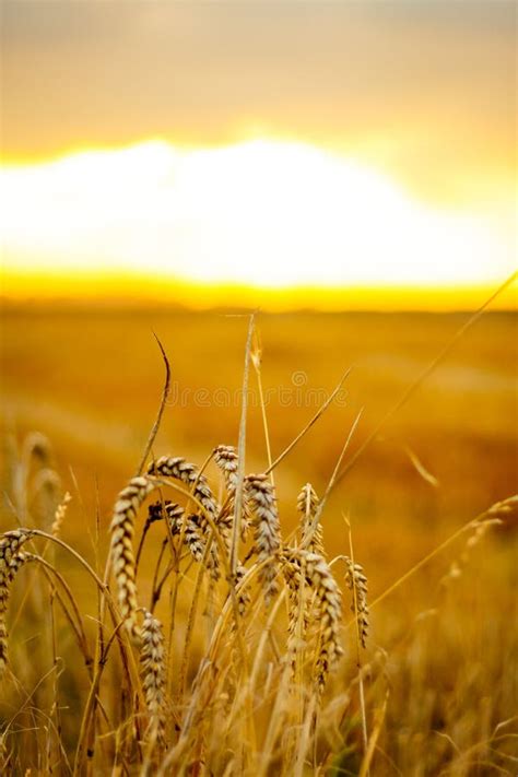 Golden Corn Field In The Sunset Stock Image Image Of Agriculture