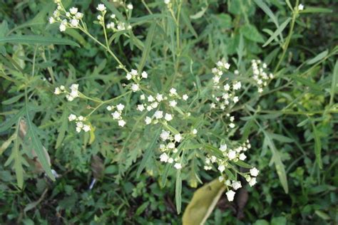 Smartphones To Map Invasive Plants In Tamil Nadu