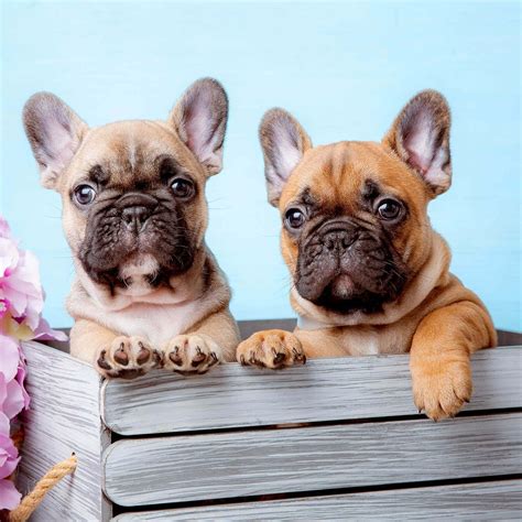 French Bulldog Weight & Growth Guide: Essential Insights