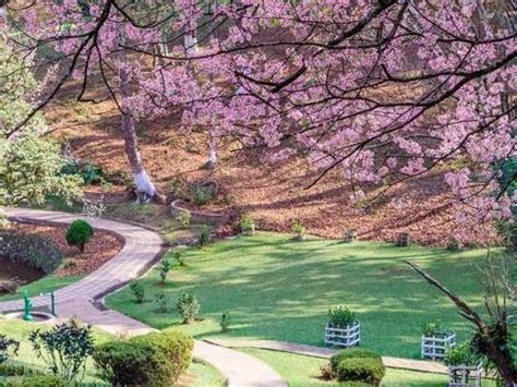 Meghalaya Group Tour (20th Nov) - Cherry Blossoms Season!