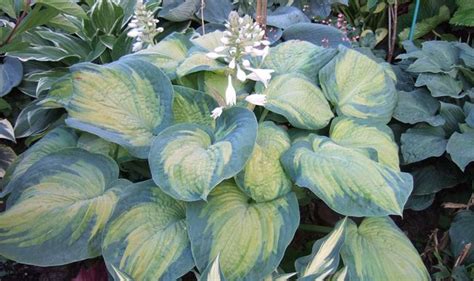 Hosta Color Glory - Хоста Color Glory - Garden Ant