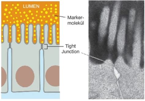 Zellbio Praktikum Block 2 Epithelgewebe äussere Epithelien