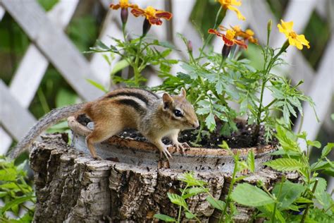 How Do I Keep Chipmunks Out Of My Garden Garden Likes