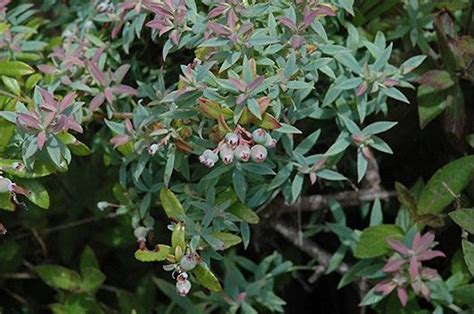 Vaccinium Darrowii Rosas Blush Hahira Nursery Georgia Plants