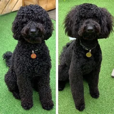 Short Labradoodle Haircut Ideas Before And After Photos