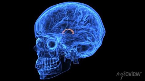 Ilustra O D De Partes De Anatomia Cerebral Do Corpo Humano Fotomural