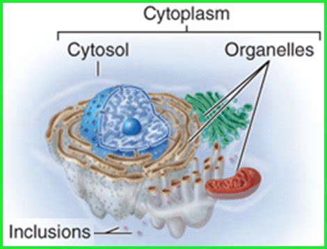 10 Important Difference between Cell organelles and Cell Inclusions ...