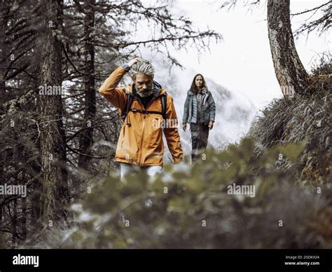 Dense Lush Alpine Forests In Switzerland The Pine Trees Rocks Moss