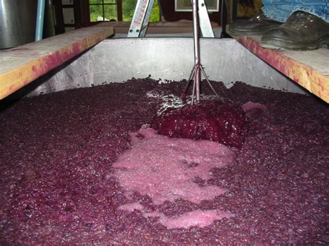 Fermentación del vino Guías de VinosGuias de vinos