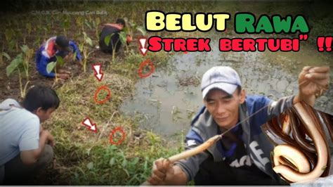 Spot Belut Rawa Tarikan Nya Kewalahan Youtube