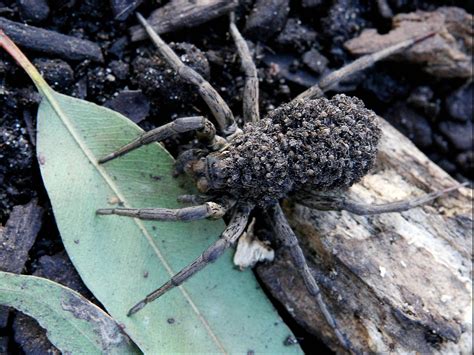 Wolf Spider With Babies On Its Back