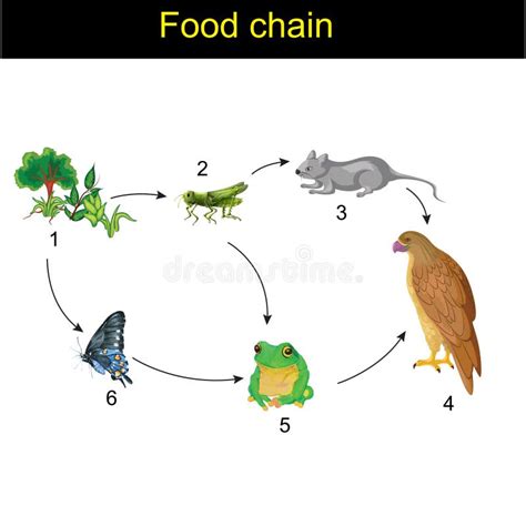 Top 164+ food web drawing - nanoginkgobiloba.vn