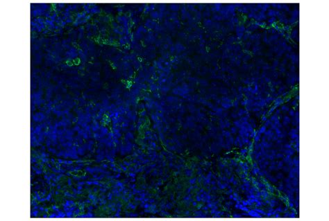 CD14 (D7A2T) Rabbit mAb (Alexa Fluor® 488 Conjugate) | Cell Signaling ...