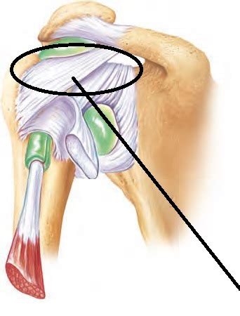 Anatomical Structure Of The Shoulder Joint Flashcards Quizlet