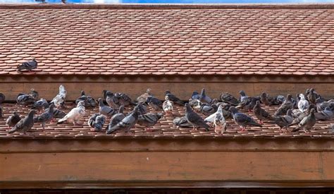 How To Get Rid Of Pigeons On Your Roof Servicewhale