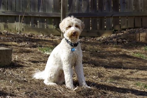 Puppies For Sale Labradoodle Miniature Medium Standard Labradoodle