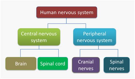 Nervous System Chart