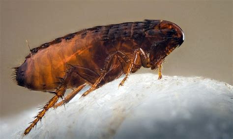 Укусы блох на человеке: симптомы, лечение, фото