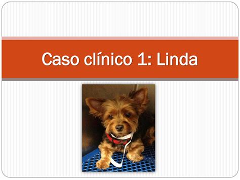 Solution Caso Cli Nico Linda Studypool