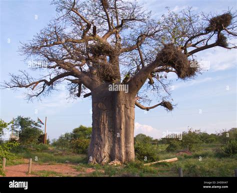 Baobab tree in South Africa Stock Photo - Alamy