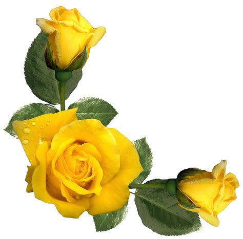 Free Yellow Rose Png Download Free Yellow Rose Png Png Images Free