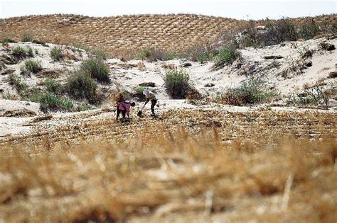 Part Of Desert Turns Into Oasis In Northwest China Chinadaily Cn