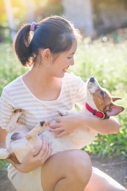 Find Your Perfect Pit And Chihuahua Mix Companion! - The Chihuahua Guide