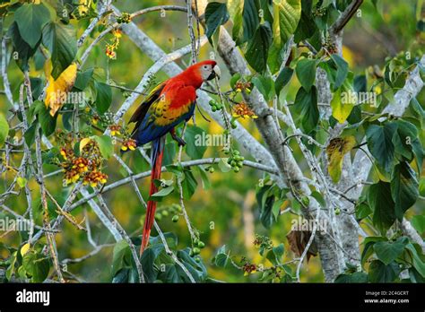 Scarlet Macaw Ara Macao Eating Fruit In A Tree Costa Rica Stock