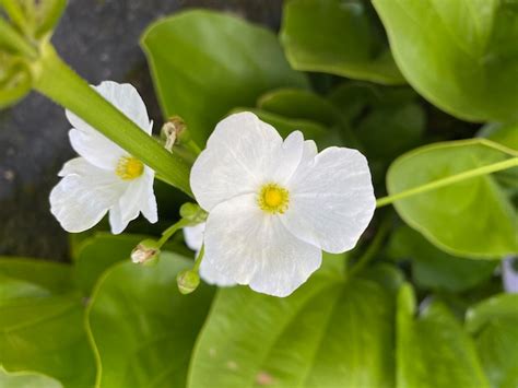 Una flor blanca con un centro amarillo está en una hoja verde Foto