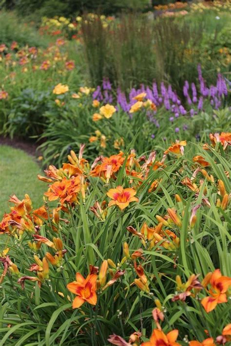 24 Perennial Planting Combinations That Look Stunning Together Artofit