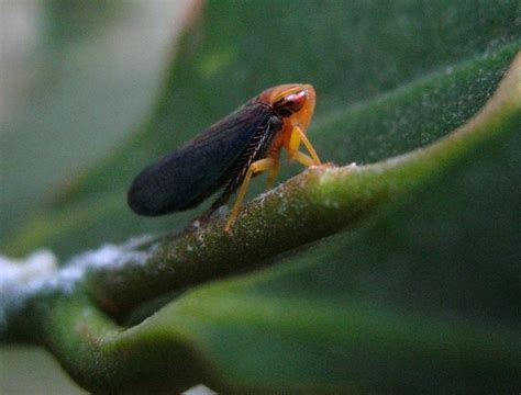 Bugs - Australian Natural History Images by Christine Walsh