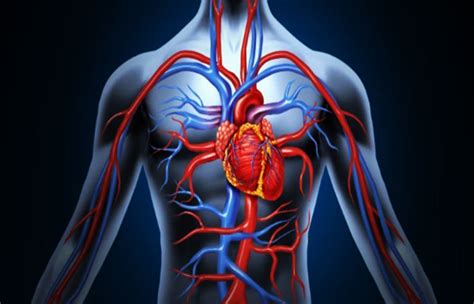 Diferencias Entre Arteria Y Vena Sooluciona