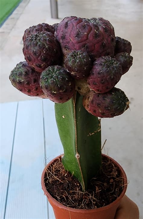 how to propagate cactus 7