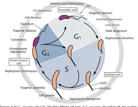 Figure From Signal Transduction Mechanisms In Caulobacter Crescentus