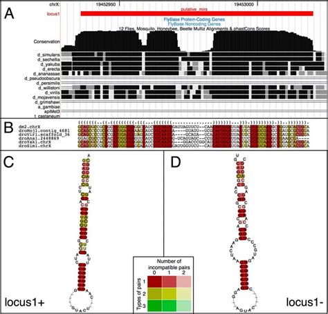 Example of a pre-miRNA predicted by RNAz. A) Locus1 shows the bimodal ... 