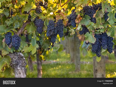 Ripe Pinot Noir Grapes Image & Photo (Free Trial) | Bigstock