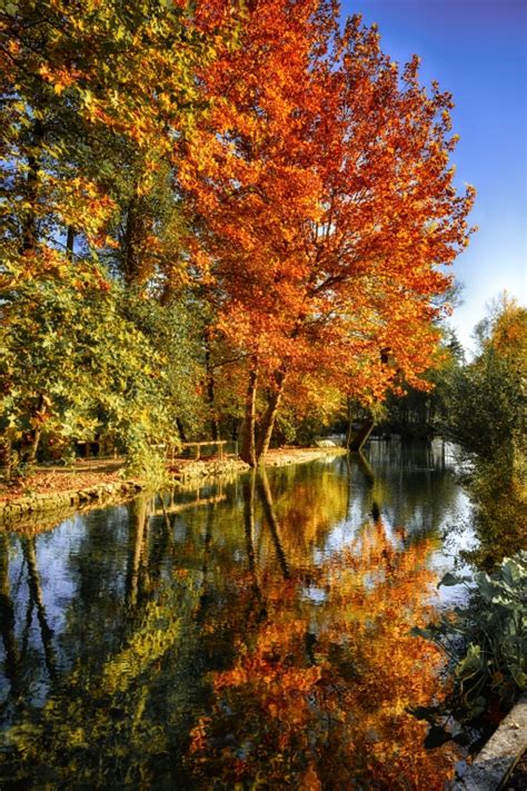 Stampe Artistiche Quadri E Poster Con Acqua Alberi Autunno Fiori E