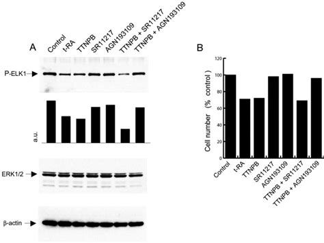 Retinoids Suppress Epidermal Growth Factor Associated Cell