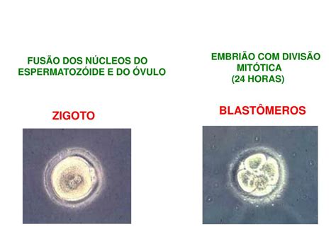 Ppt EmbriogÊnese E OrganizaÇÃo Geral Do Snc Powerpoint Presentation