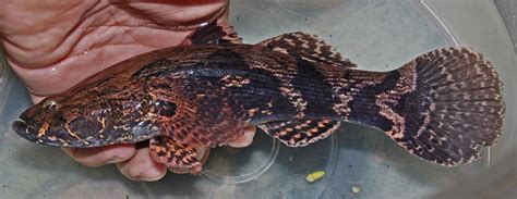 Jenis Ikan Air Tawar Di Brunei Ikan Air Tawar Di Ekosistem Bukit