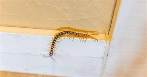 Signs Of House Centipede Infestation | NJ Pest Control