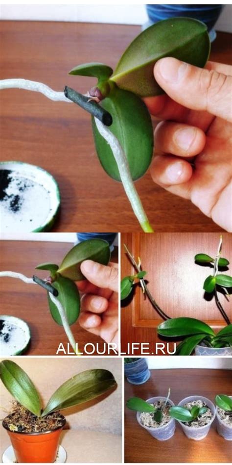 Выращиваем детку на орхидее | Orquídeas, Jardim de orquídeas ...