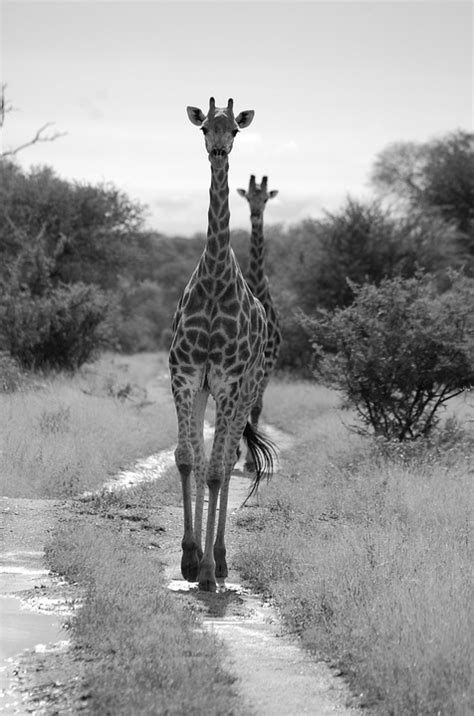 Giraffe Safari Afrika Kostenloses Foto Auf Pixabay